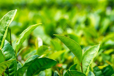 在克拉斯诺达尔的一个茶园近距离观察绿茶叶世界上最北的茶叶产区明亮的图片