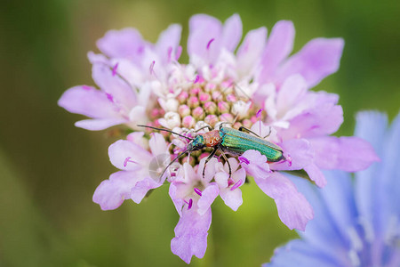 绿蜜蜂西班牙苍蝇莱塔花粉食用野生红花朵做成一图片