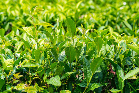 在克拉斯诺达尔的一个茶园近距离观察绿茶叶世界上最北的茶叶产区明亮的图片