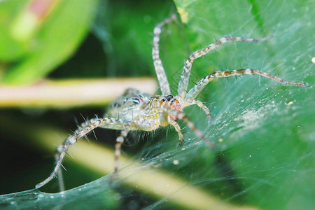 绿叶上跳蜘蛛用于背景的图片