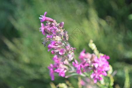 不同颜色背景的森林花卉特写图片