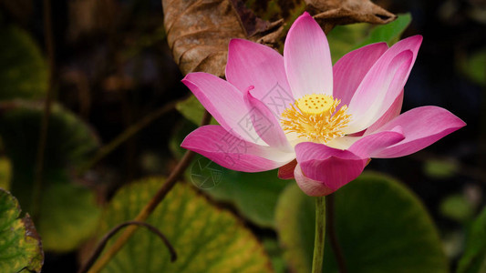 湖边的粉色莲花粉色莲图片