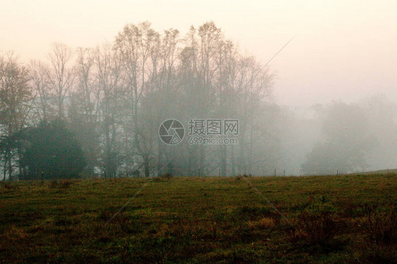 晨雾中的树木图片