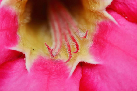 背景花园中的粉红色Adenium美丽花朵图片