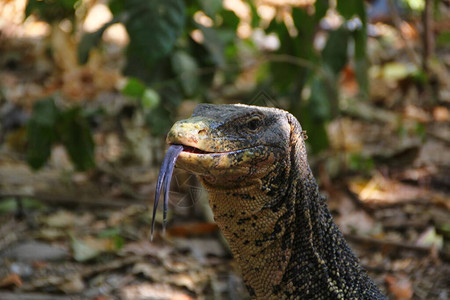 野生动物ReptilesReptiles在动物园里图片