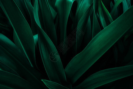 抽象绿色叶纹理自然图片