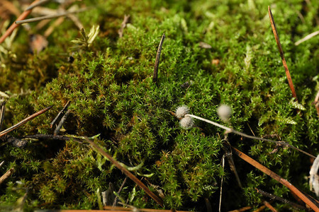 绿色苔藓纹理特写和文本空间图片