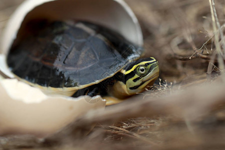 展出的孤立的小乌龟背景图片