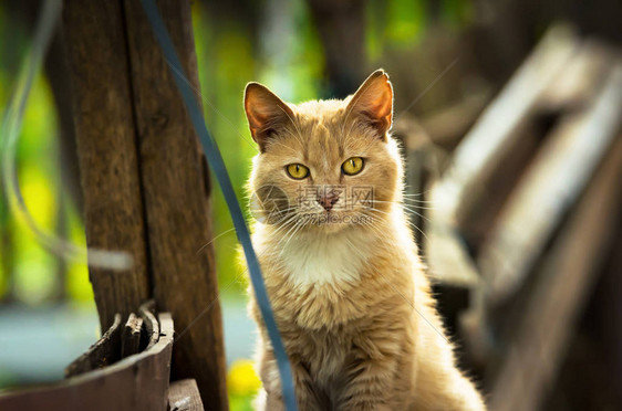 红猫直看着街上一只小猫在一所简易房子图片