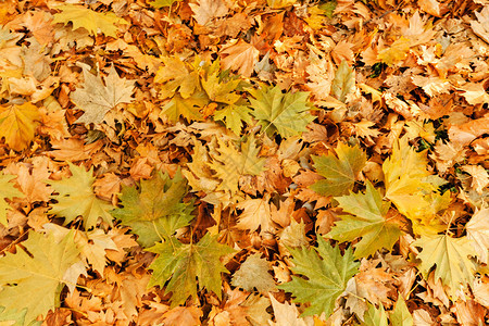 秋天在草地上落下干枯的叶子注图片