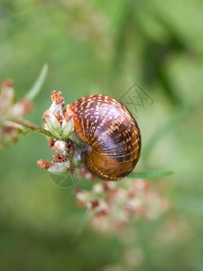植物茎上的蜗牛特写图片