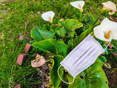 防护面罩躺在草地上冠状期间的春天植物背景上的防护面罩图片