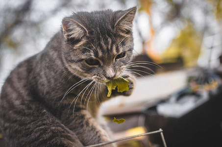 灰色虎斑小猫吃一片被撕毁的叶子图片