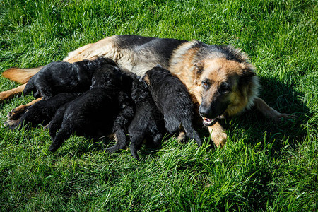 养许多小黑狗在青绿草上喂背景图片