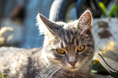 惊讶的虎斑小猫户外肖像图片