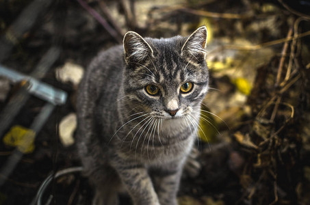 干燥后院的灰色虎斑小猫图片