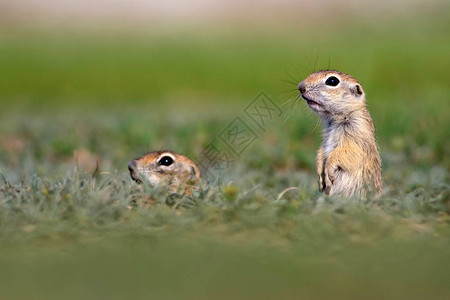 可爱的动物欧洲地面松鼠绿色自然背景欧洲苏斯彭莫比勒SpremophilusPa图片