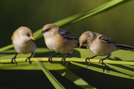 可爱的鸟有胡子的鸟自然背景大胡子里德林Panurusbia图片