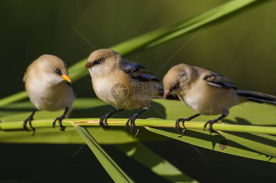 可爱的鸟有胡子的鸟自然背景大胡子里德林Panurusbia图片