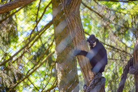 年轻的黑猩从树上摆动和跳跃图片