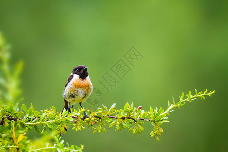 可爱的小鸟Stonechat绿色自然背景鸟背景图片
