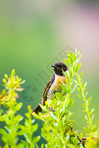 可爱的小鸟Stonechat绿色自然背景鸟背景图片