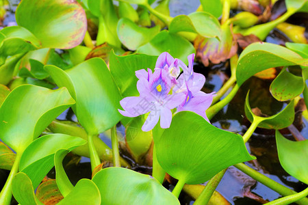 池塘上的水葫芦花图片