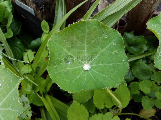湿绿色旱金莲植物叶上的水滴图片
