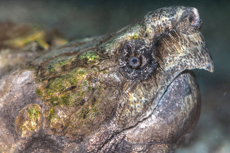 短吻鳄龟Macrochelystemminckii的头图片
