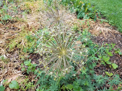 开花的穗和绿色的植物和叶子图片