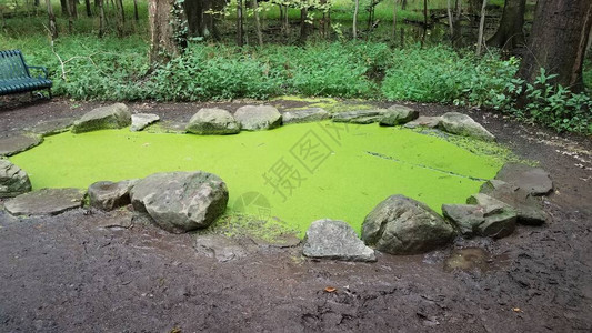 小型池塘有水绿图片