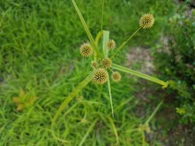 开花或开花的绿色植物或草图片