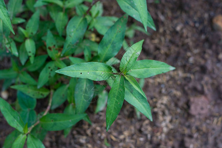 越南椰菜蔬菜和泰国草药具有医药图片