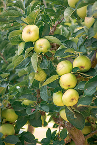 苹果树再生苹果树和大量的成熟图片