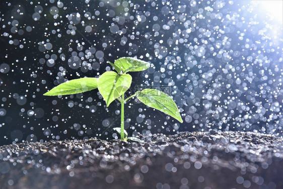 在细雨中生长的新芽图片