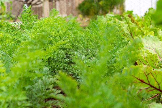 花园里的绿胡萝卜叶在别墅地块上种植胡萝卜家庭菜园叶子特写素食主义图片