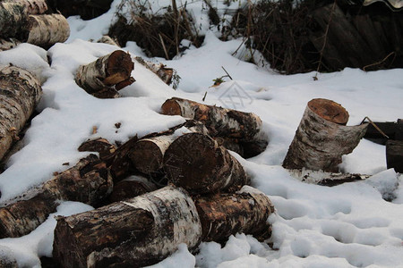 农村院子里的一块木头木头块的照片桦木很多原木躺在雪地上农村图片