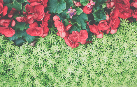 绿色自然叶植物和红草原花自然纹图片