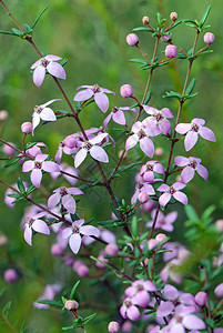 澳大利亚本土Boronialedifolia图片