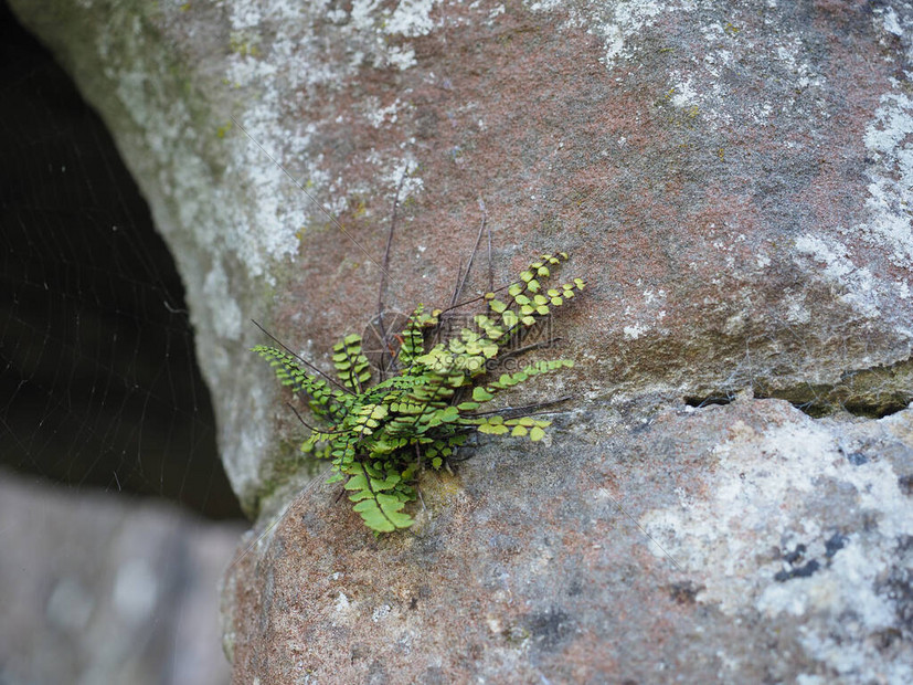 在野外岩石上生长的植物高清图片下载正版图片504331910摄图网