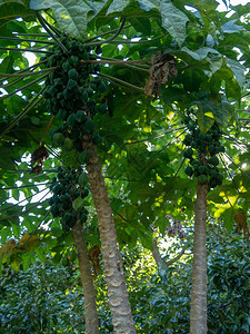 恰姆布罗植物Chigualcan气味木瓜木瓜番茄图片
