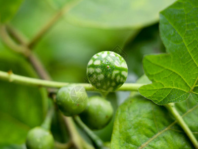 土耳其生浆果或豆茄子水果图片