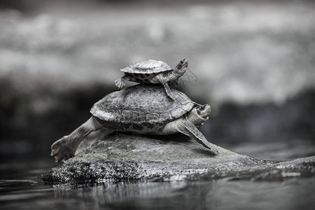 老乌龟上的小乌龟背景图片
