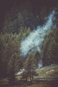 瞥见沉浸在晨雾中的森林图片