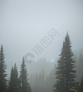 浓雾中的松树营造层次效果图片