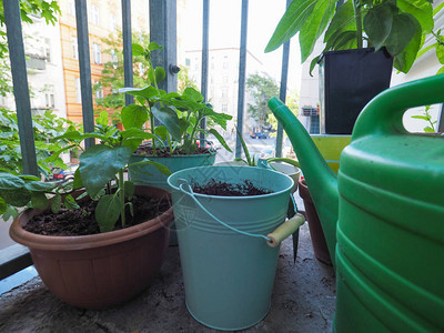 城市房屋阳台上生长的室内植物图片