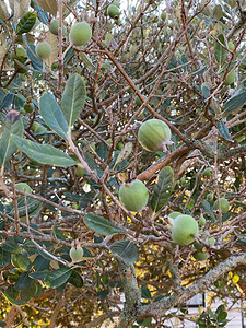 照片来自巴西南部高原的青灌木或小树feijoa或Accasello图片