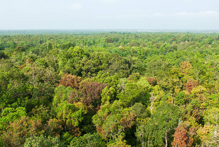 诗琳通泥炭沼泽森林自然研究中心图片