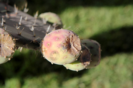 Opuntia刺痛的梨果像大多数真正的仙人掌物种一样图片