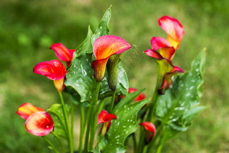 马蹄莲Quatar阿鲁姆百合马蹄莲马蹄莲的大红橙色花天南星科草本多年图片